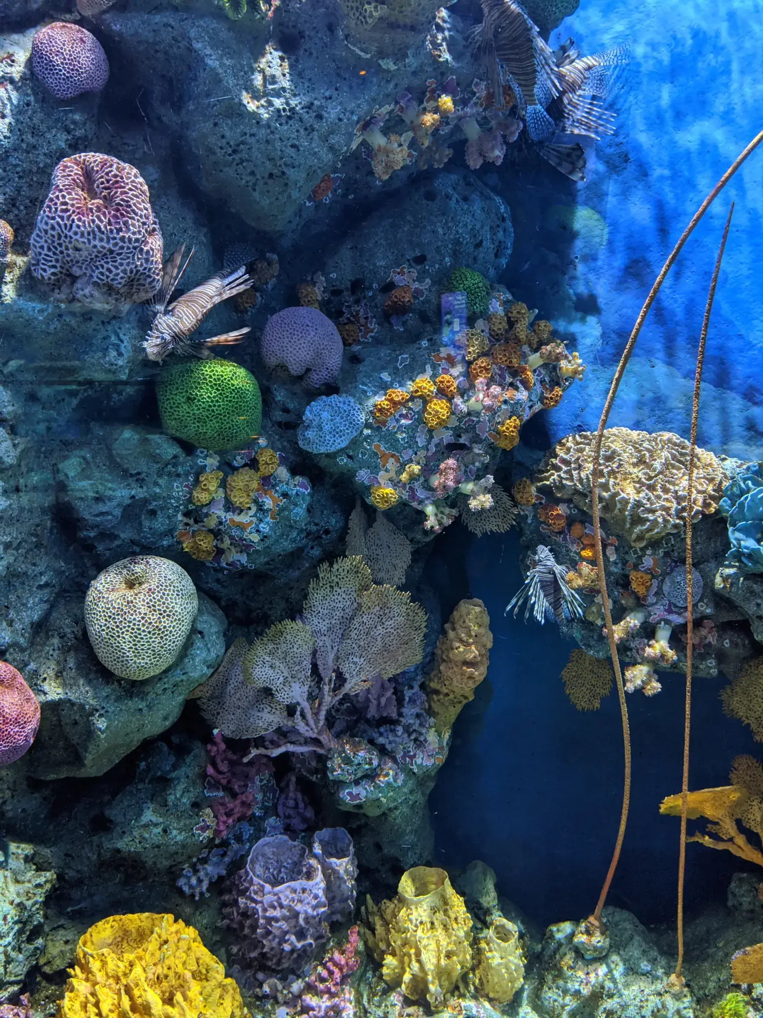 Sea Life Bangkok Ocean World