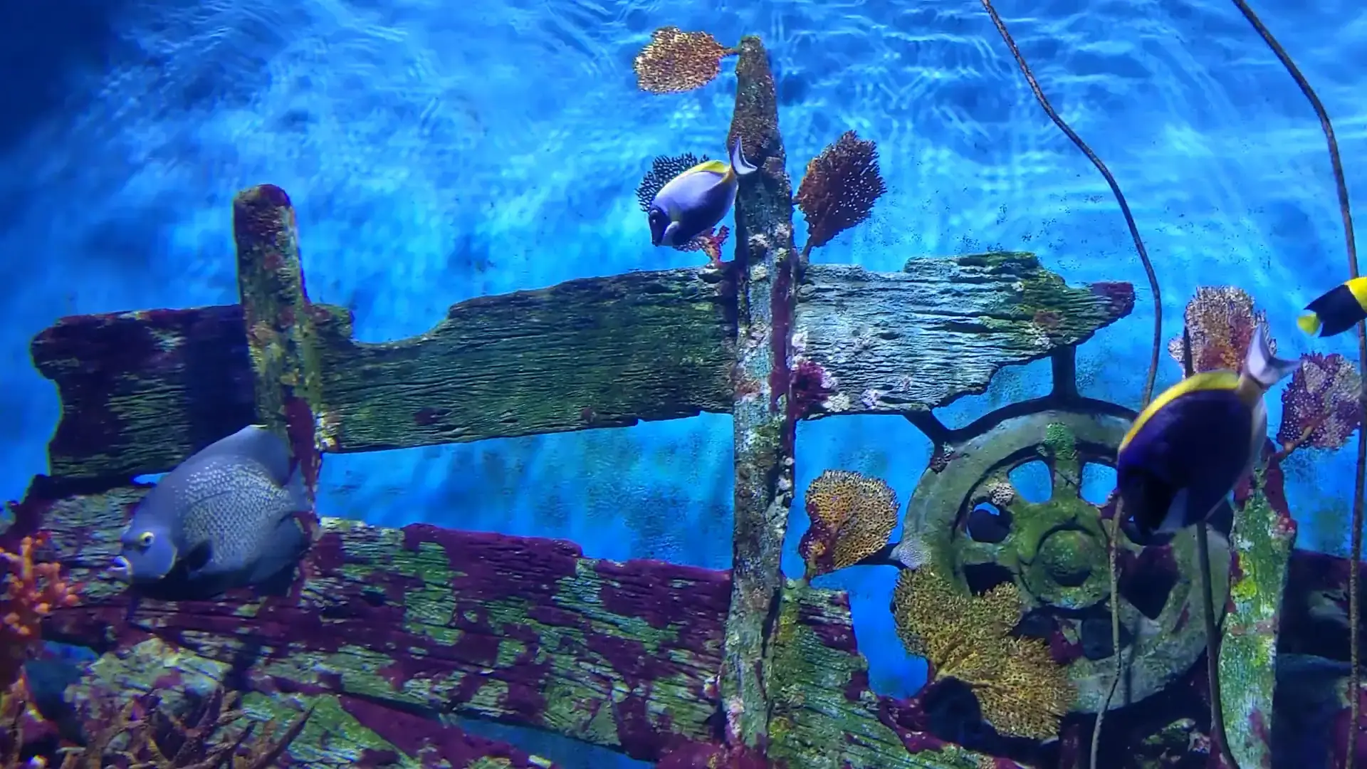 Sea Life Bangkok Ocean World