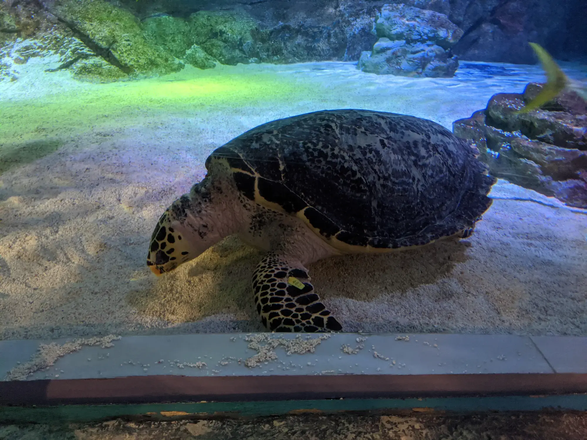 Sea Life Bangkok Ocean World