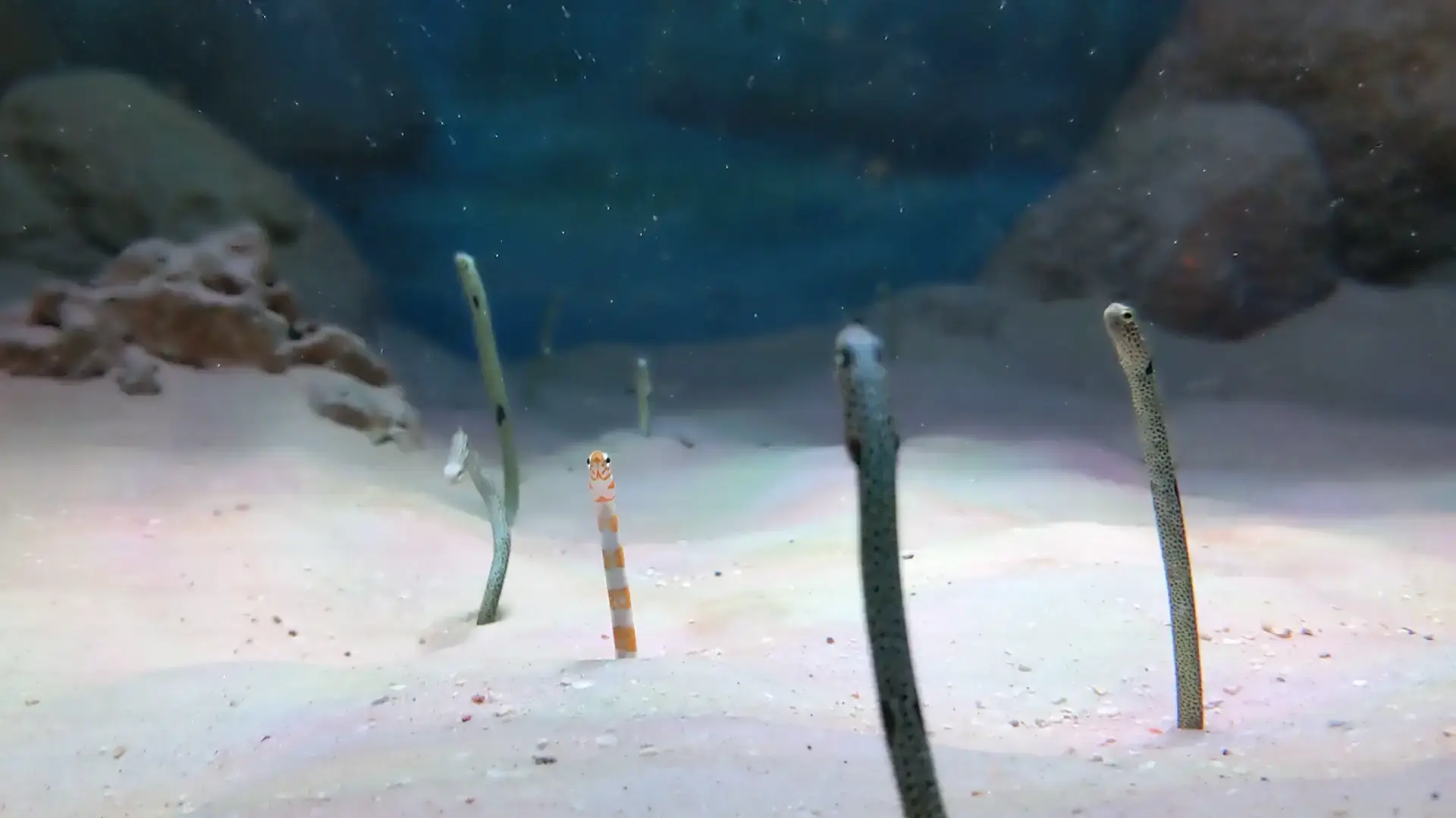 Sea Life Bangkok Ocean World