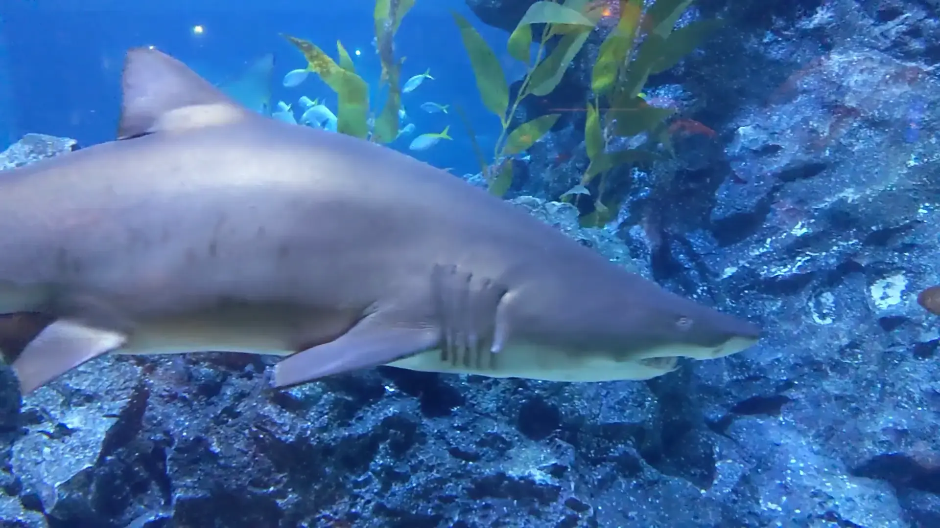 Sea Life Bangkok Ocean World