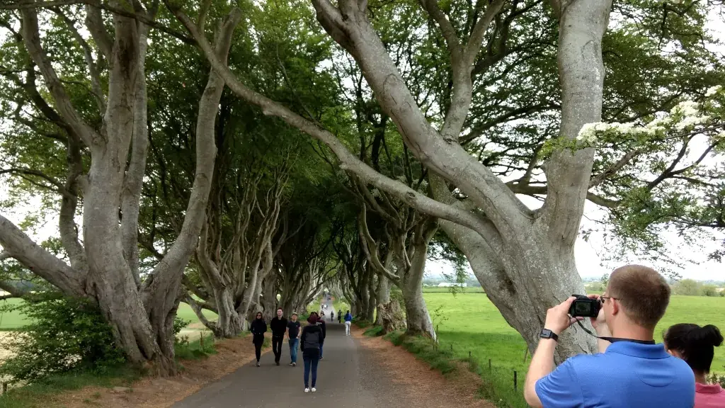 The Dark Hedges