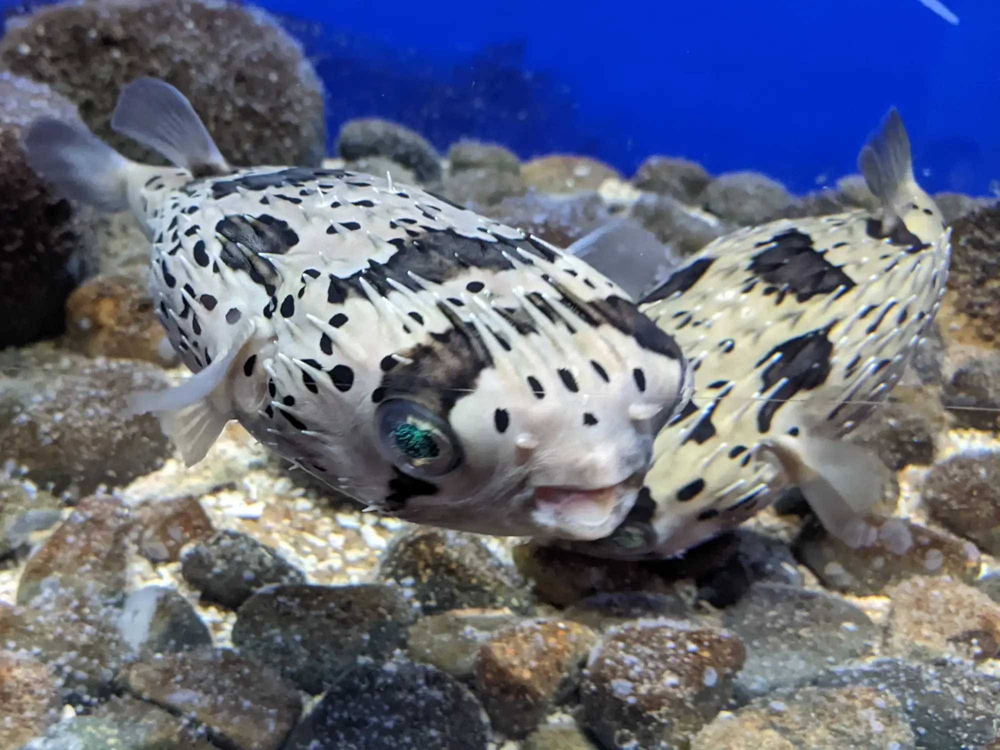 Museum of Oceanography