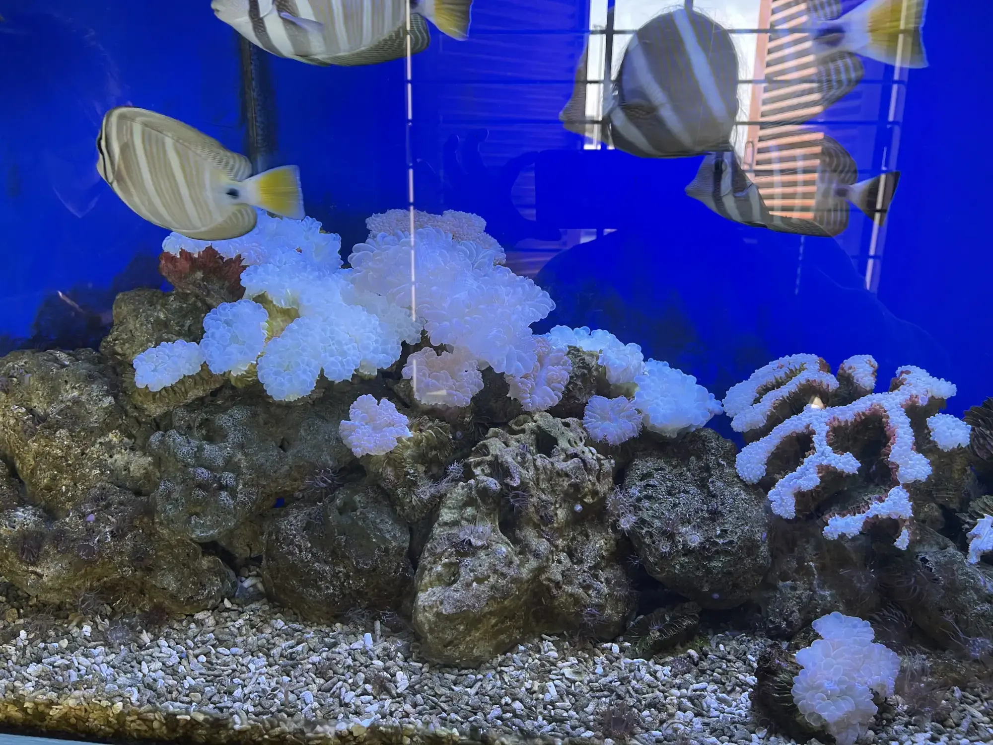 Museum of Oceanography