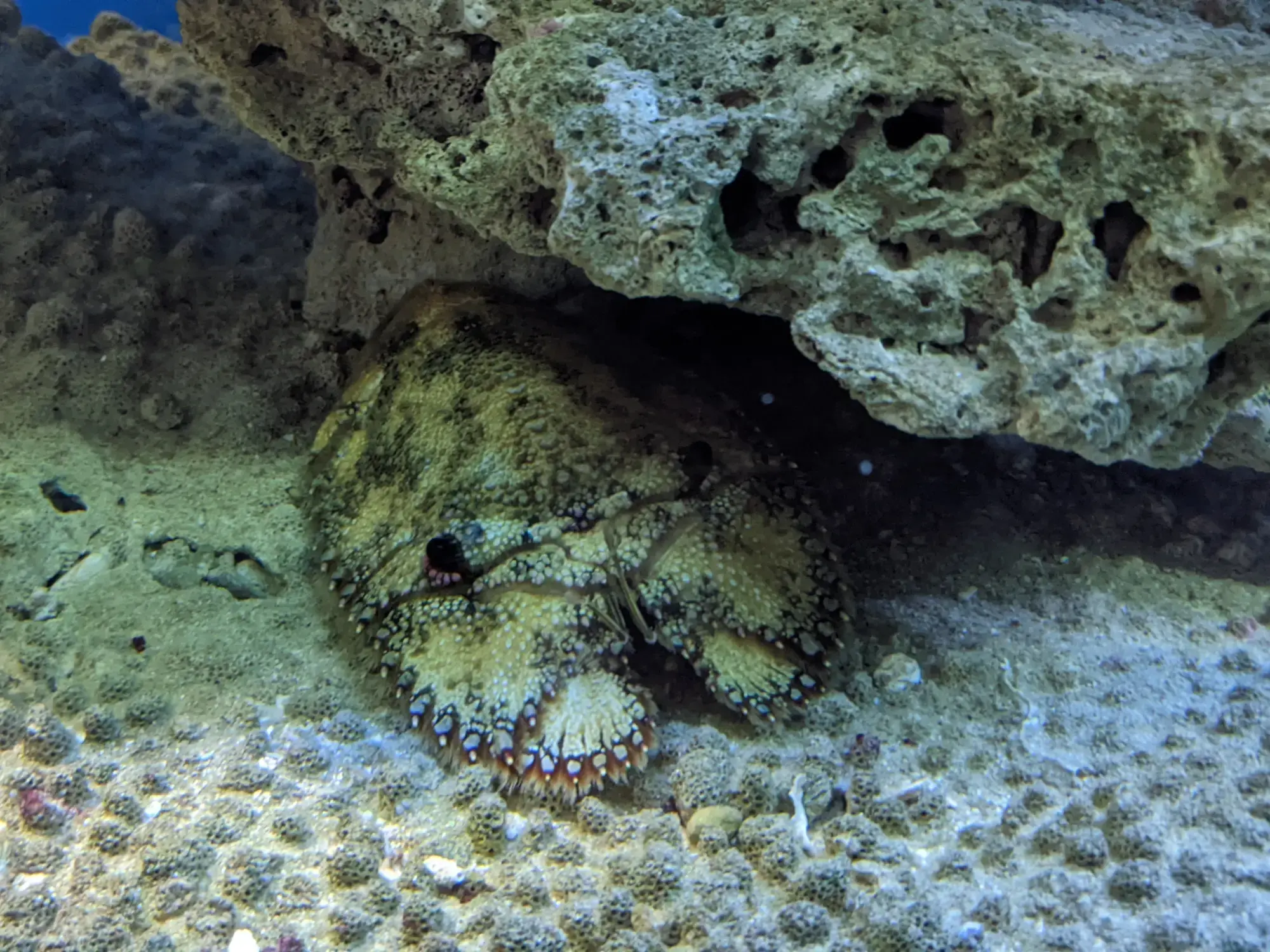 Museum of Oceanography