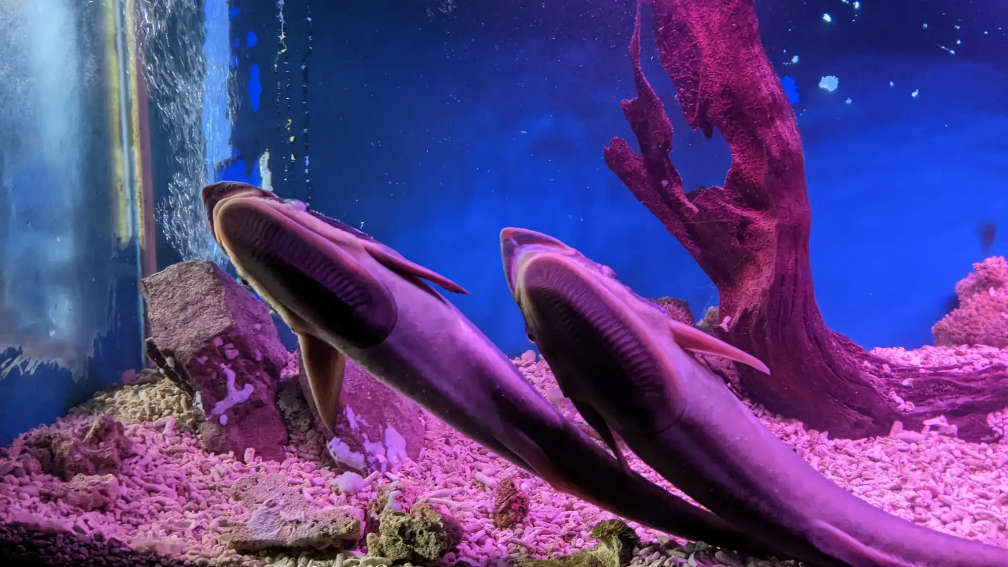 Museum of Oceanography