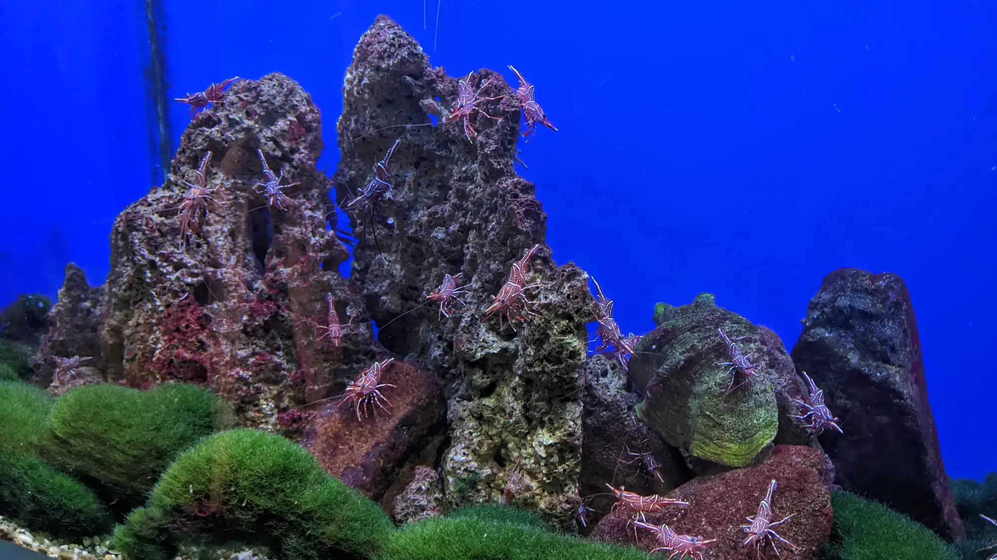 Museum of Oceanography