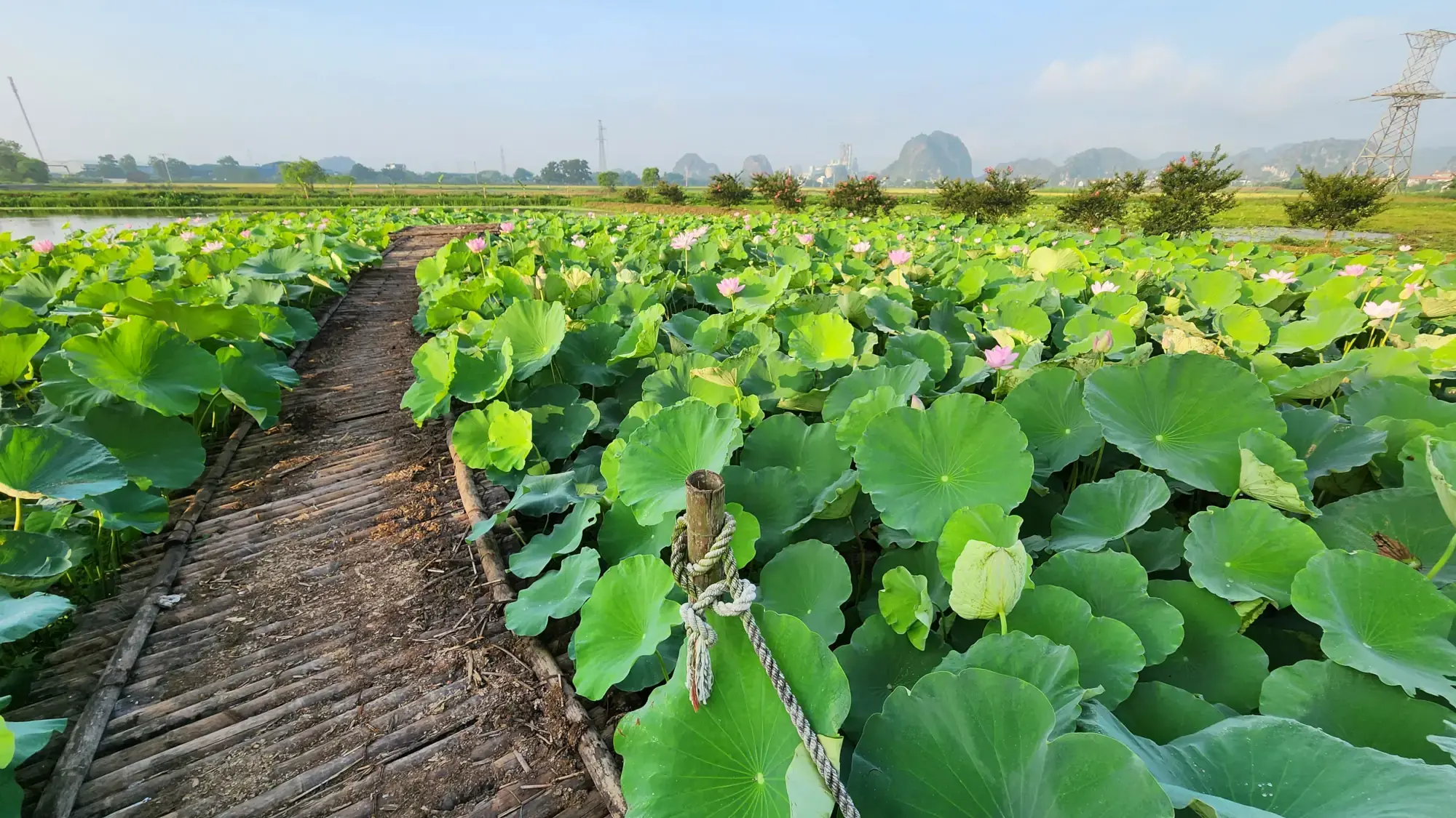 Lotus flower field