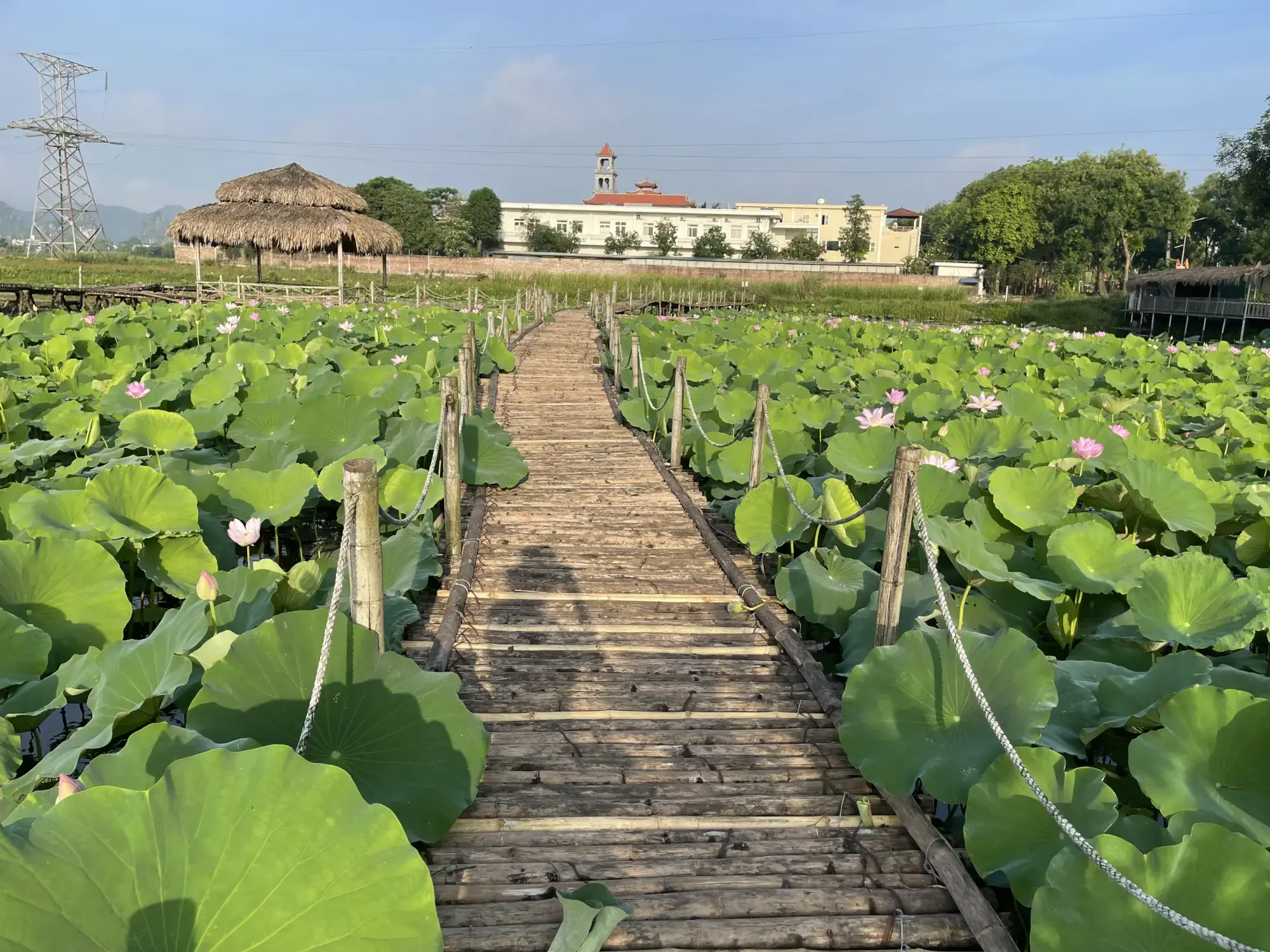 Lotus flower field