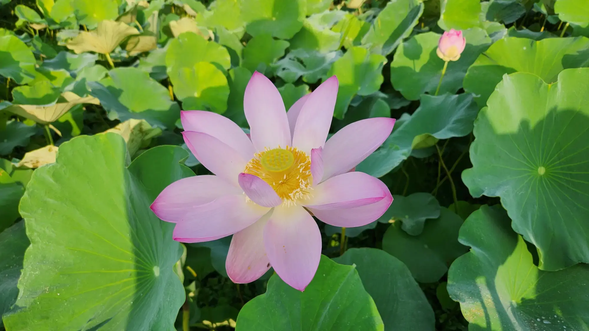Lotus flower field