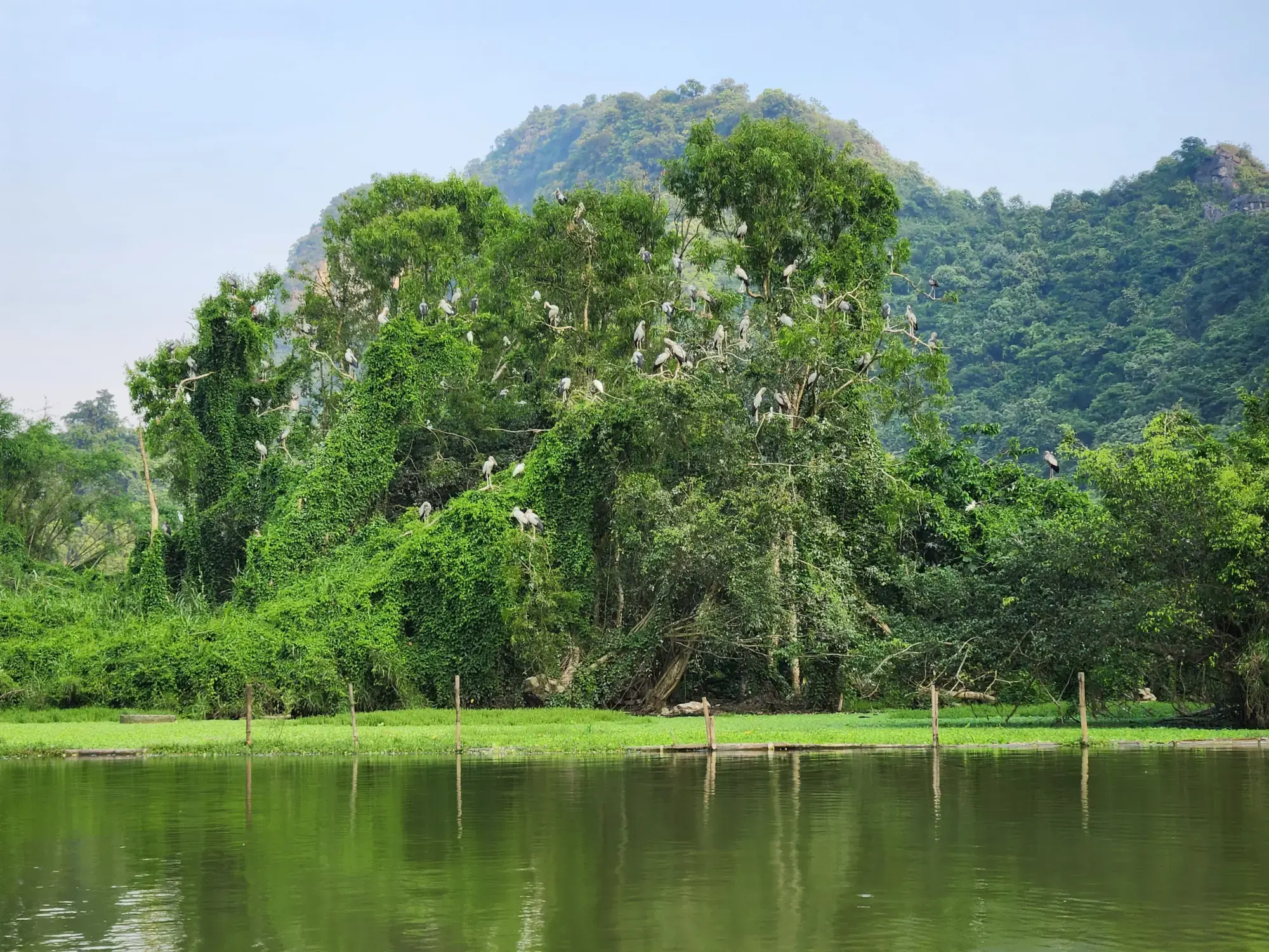 Thung Nham bird sanctuary