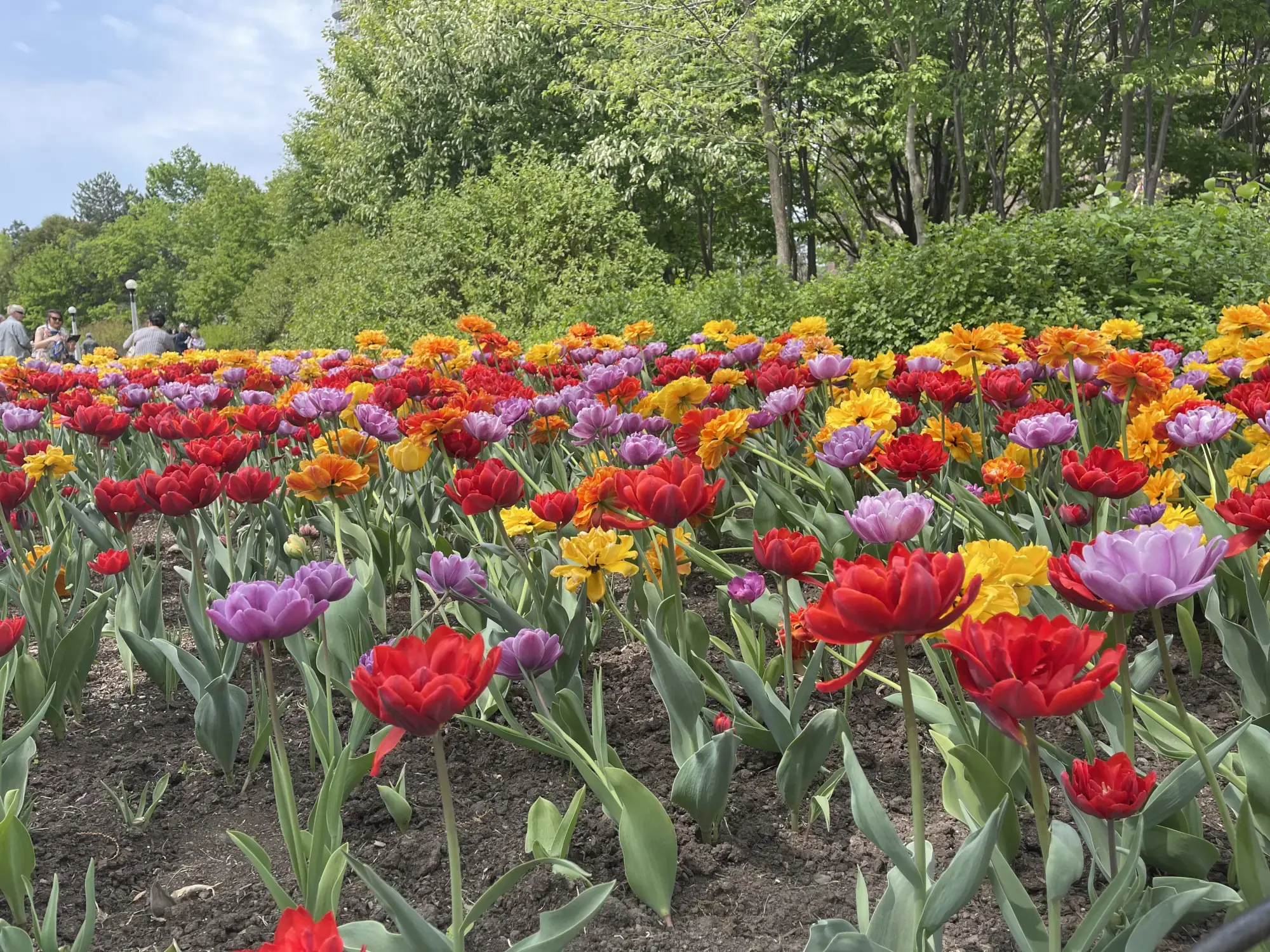 Tulips