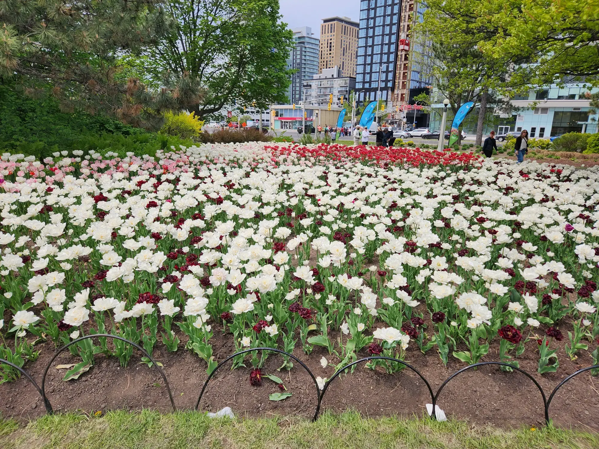 Tulips