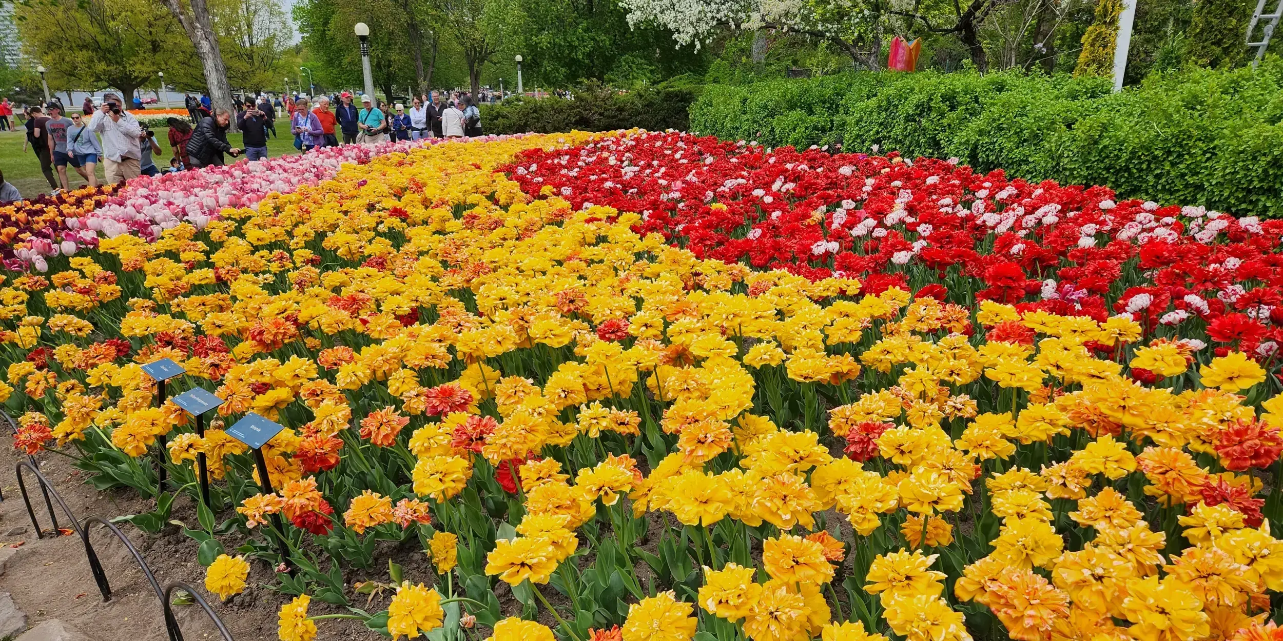 Canadian Tulip Festival, Ottawa, Canada