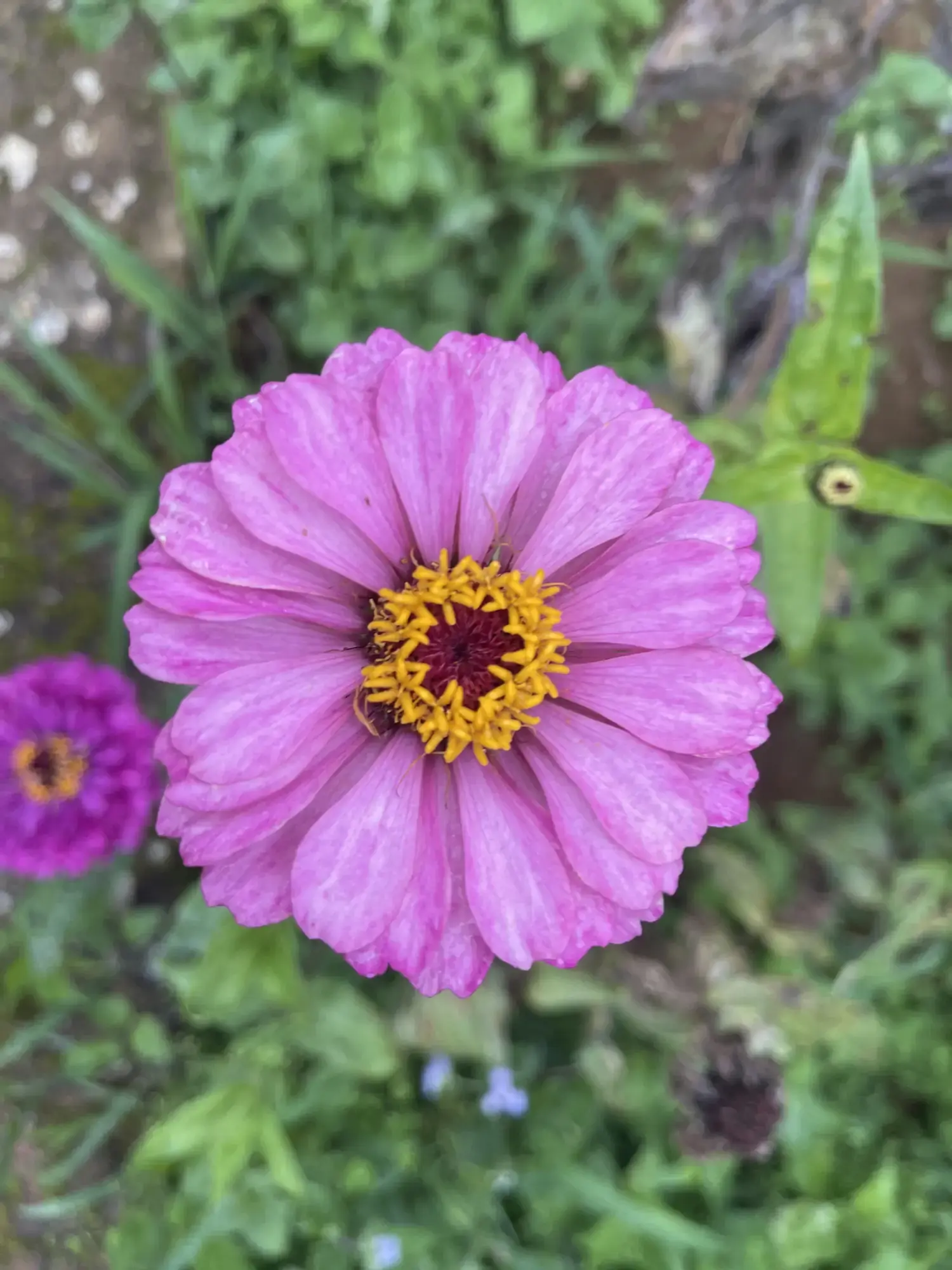 Ham Rong Mountain gardens