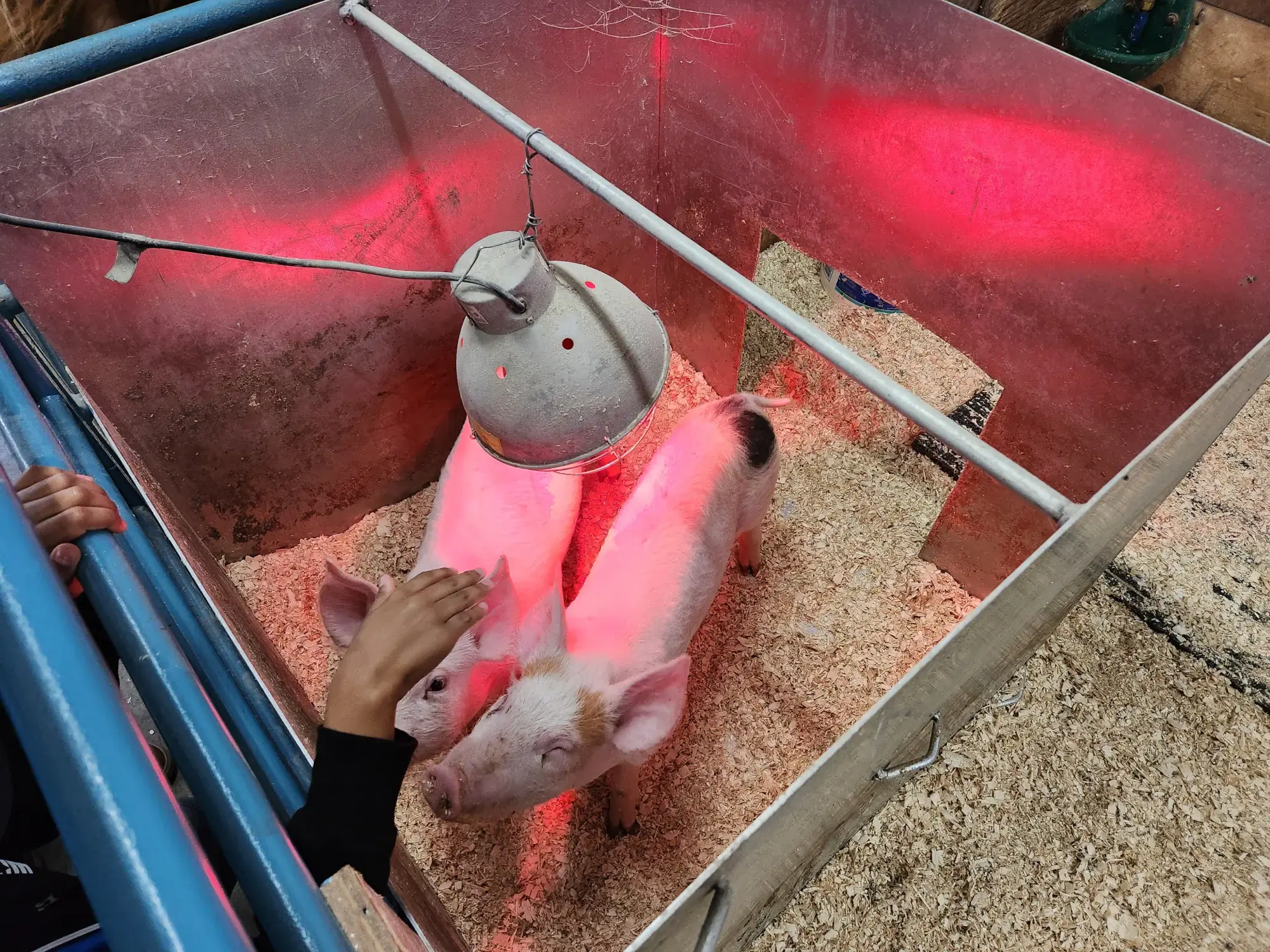 Érablière Meunier's Mini-Farm