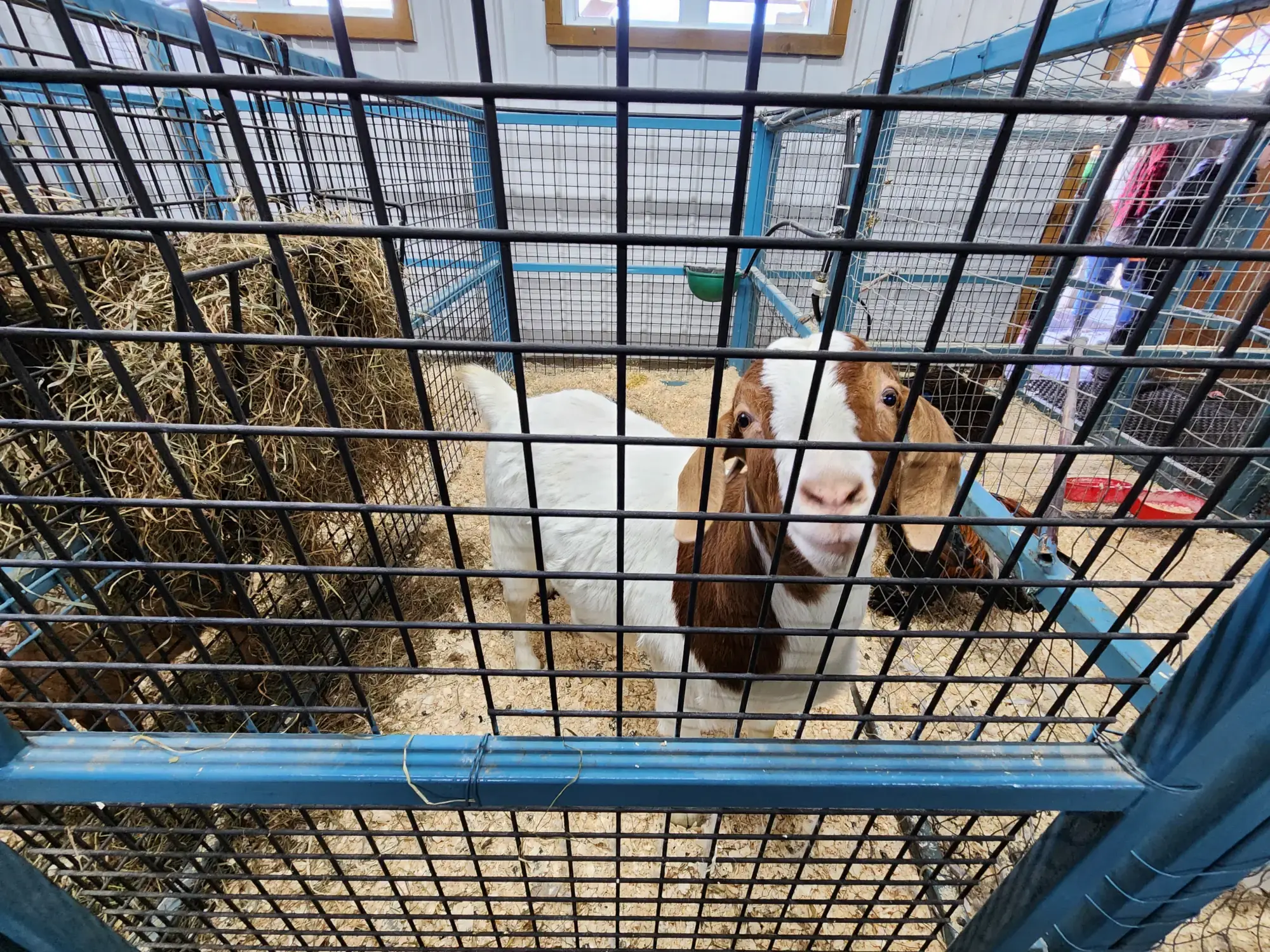 Érablière Meunier's Mini-Farm