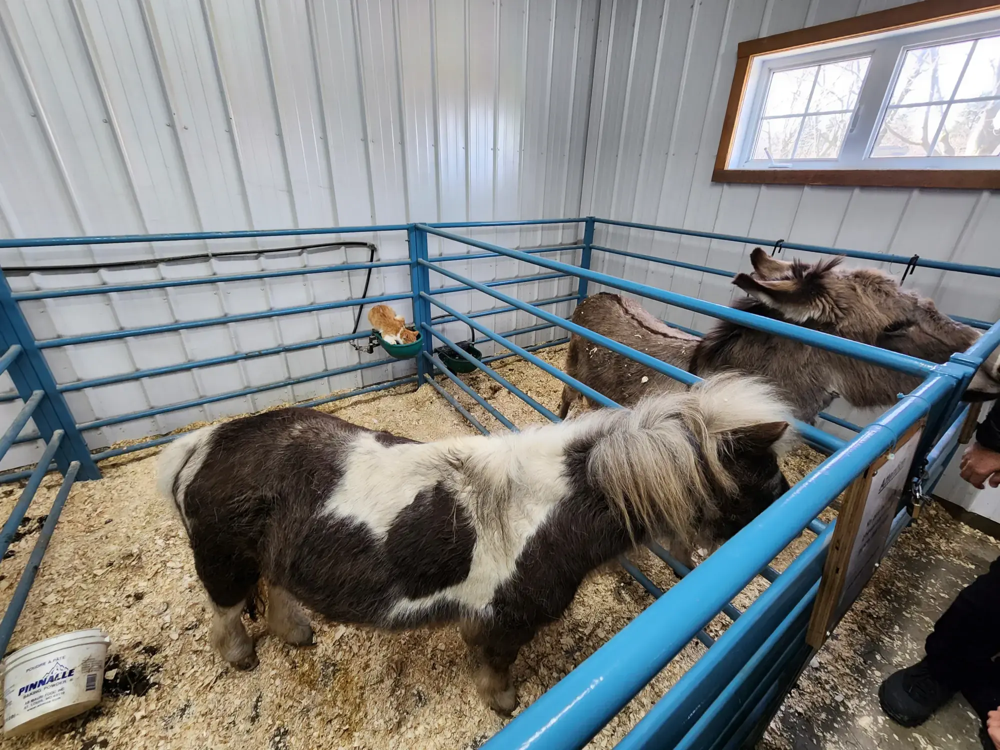 Érablière Meunier's Mini-Farm