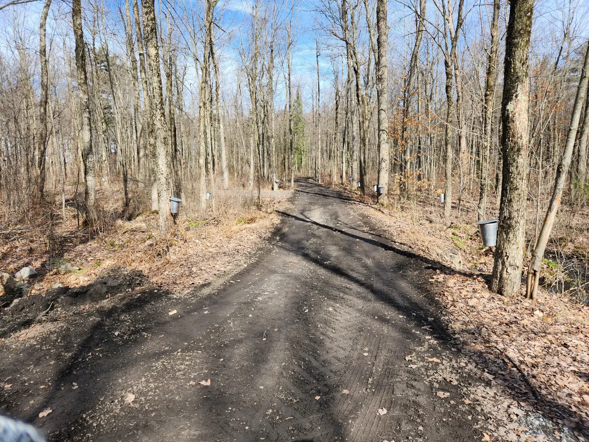 Maple Trees at Érablière Meunier