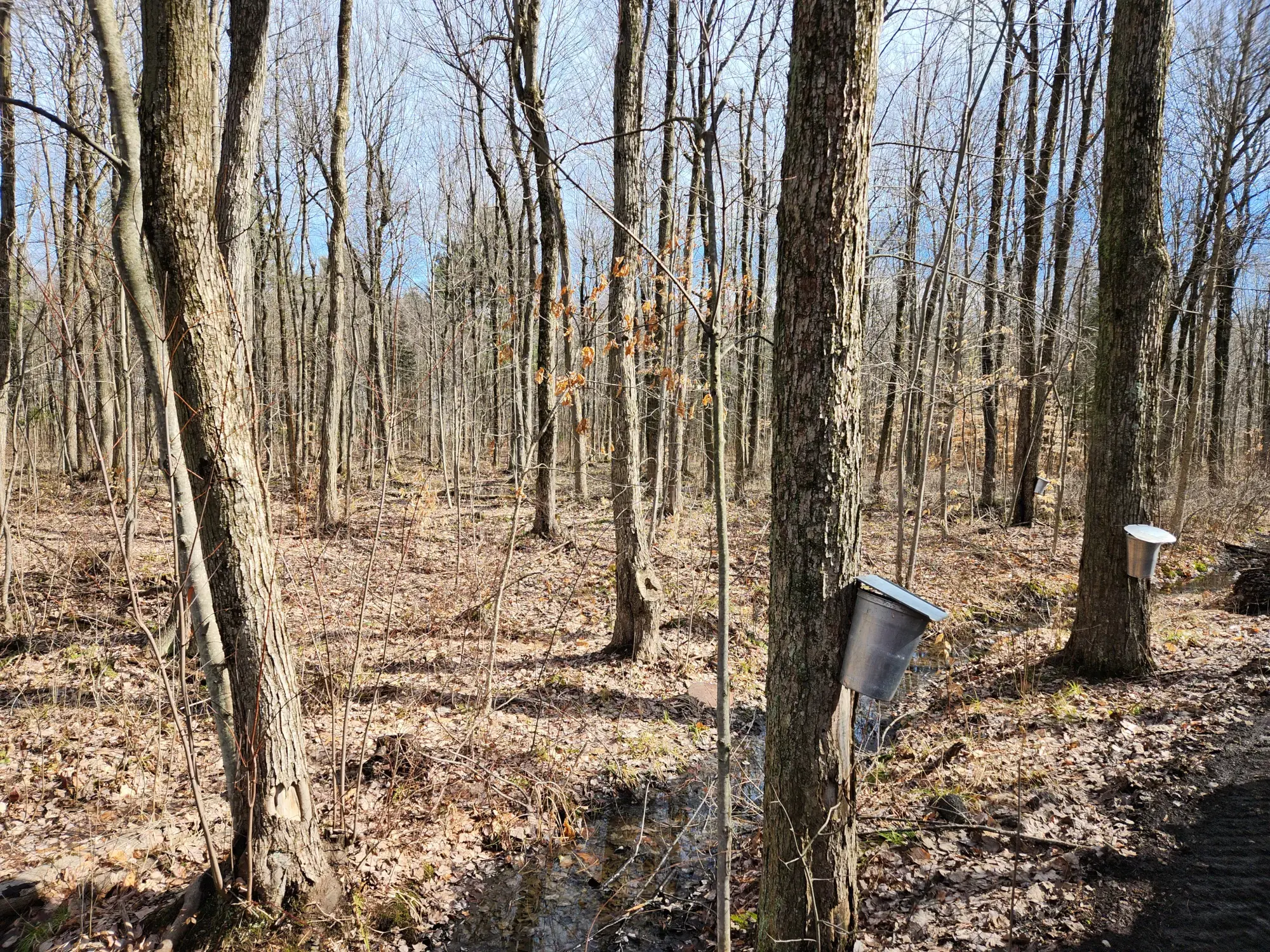 Maple Trees at Érablière Meunier