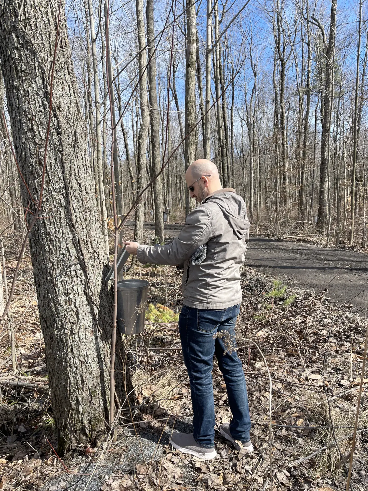 Maple Trees at Érablière Meunier