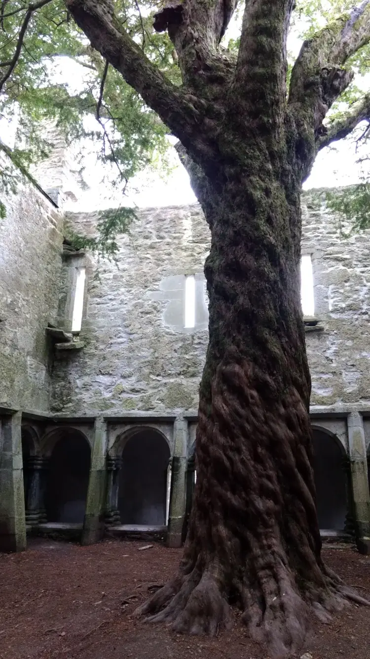 Muckross Abbey Muckross Abbey