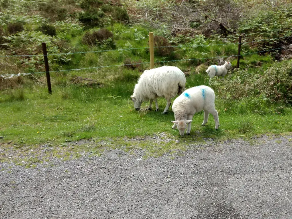 Gap of Dunloe Gap of Dunloe