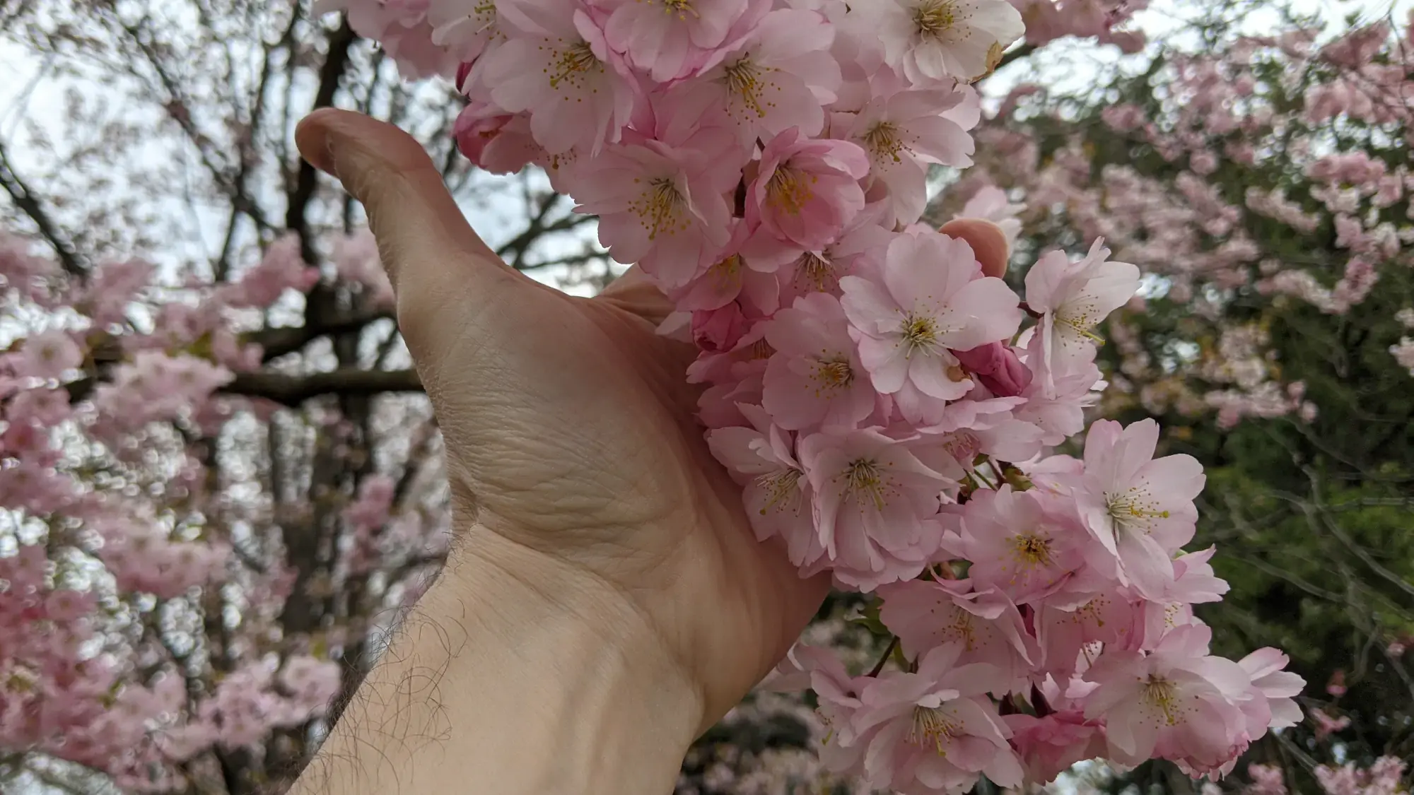 Montreal Botanical Gardens Japanese Gardens Montreal Botanical Gardens Japanese Gardens