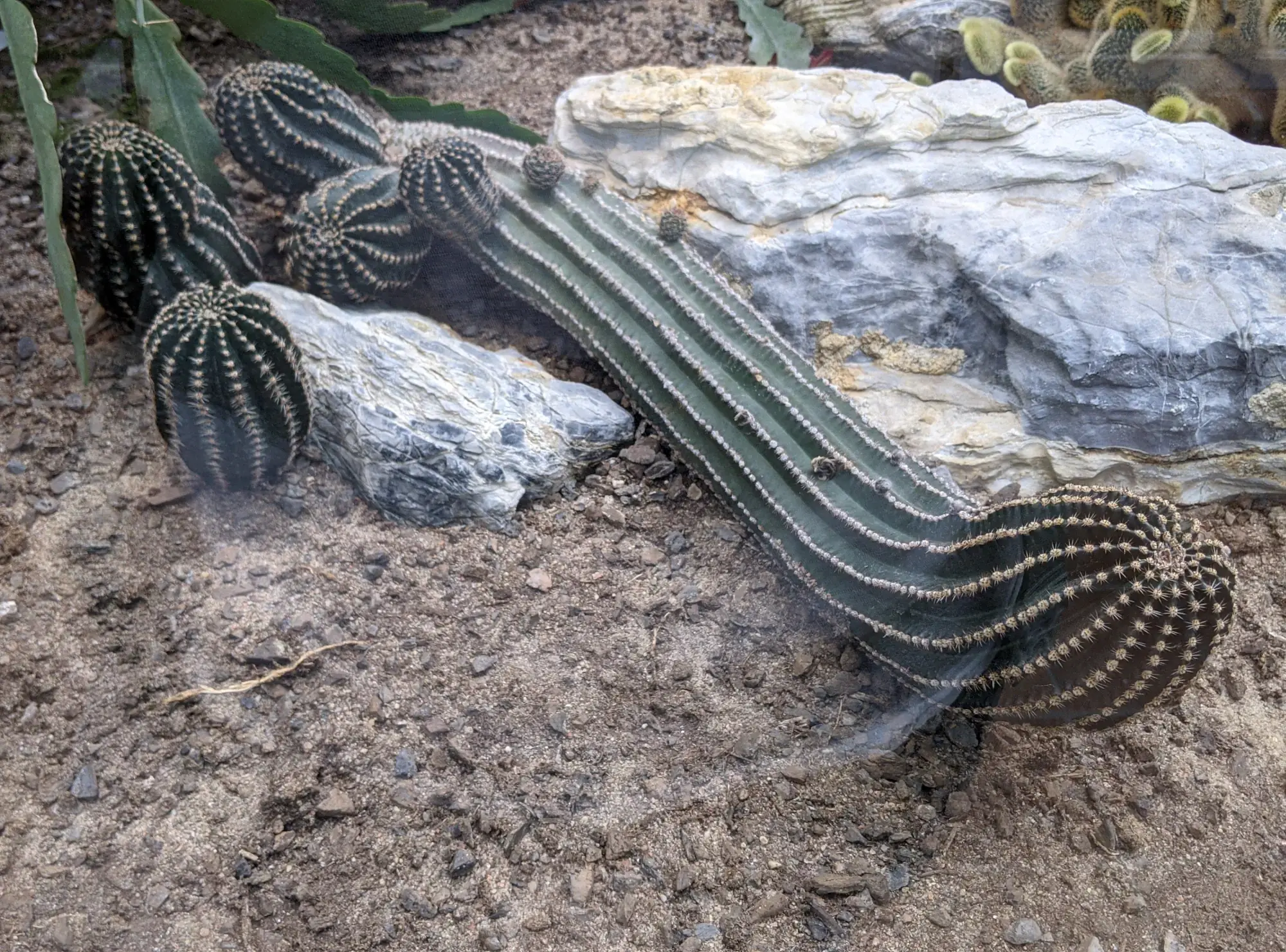 Montreal Botanical Gardens Greenhouse Montreal Botanical Gardens Greenhouse