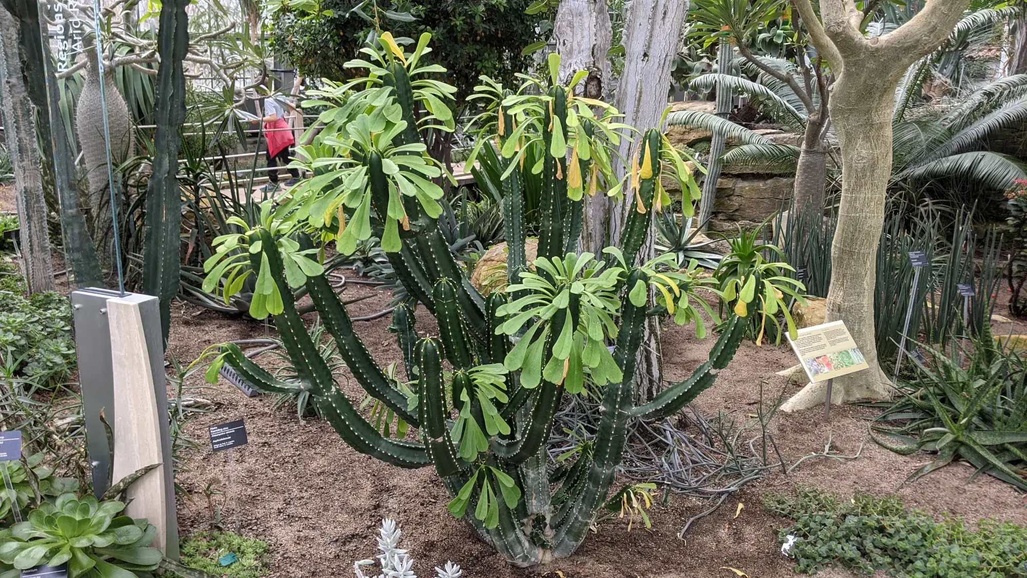 Montreal Botanical Gardens Greenhouse Montreal Botanical Gardens Greenhouse