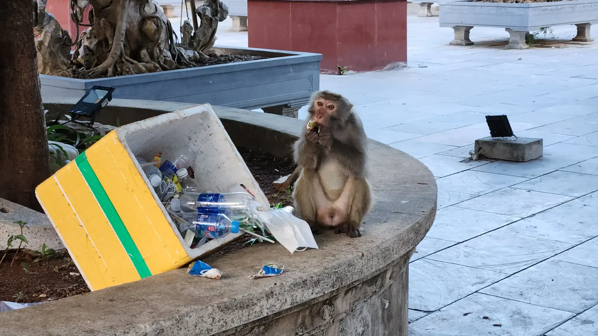 Linh Ung Pagoda - Monkey Linh Ung Pagoda - Monkey