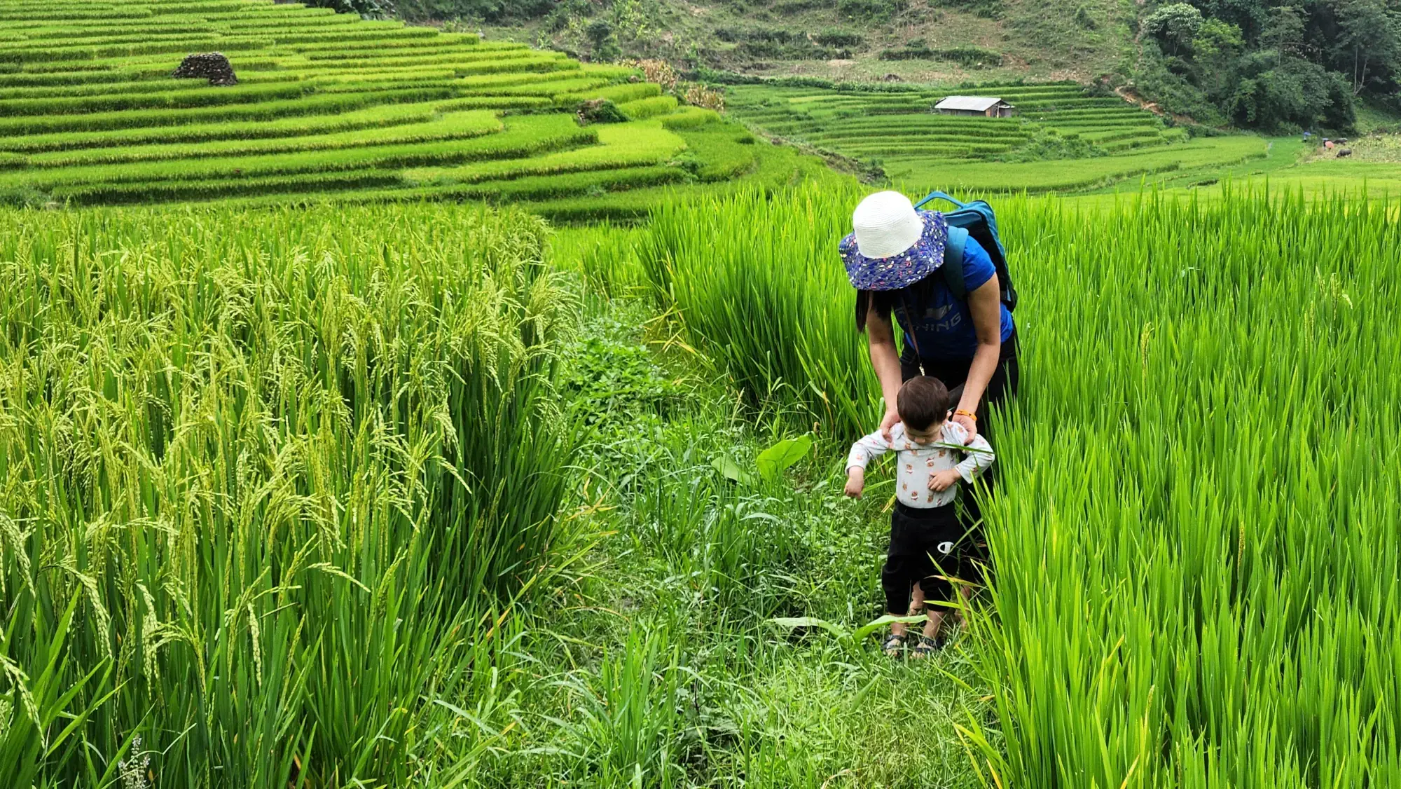 Rice Terraces Rice Terraces