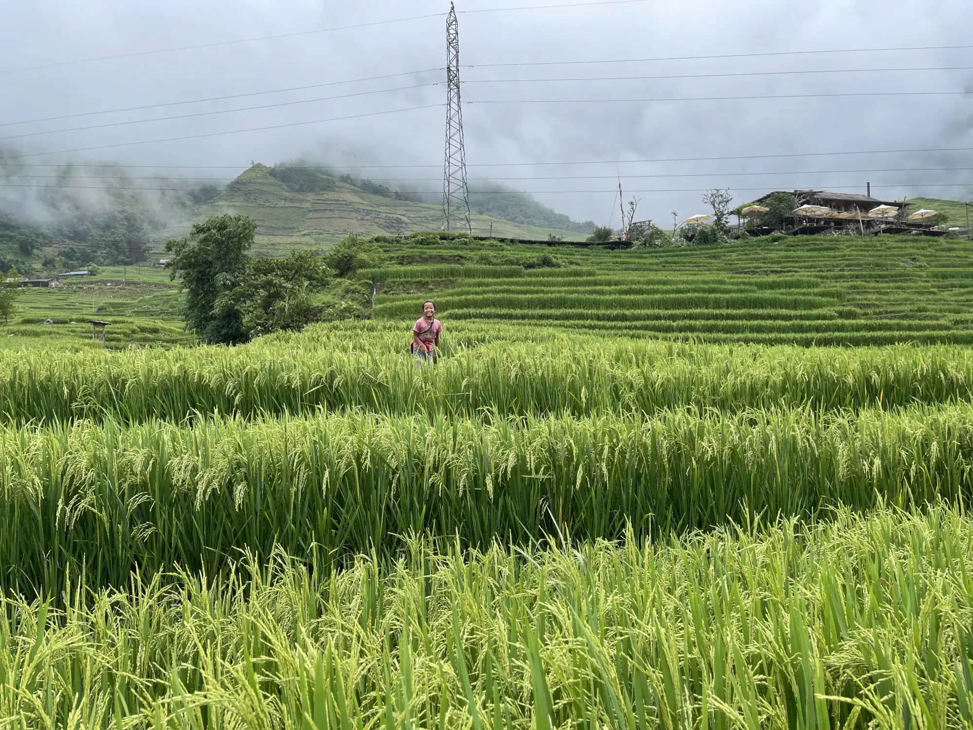 Rice Terraces Rice Terraces