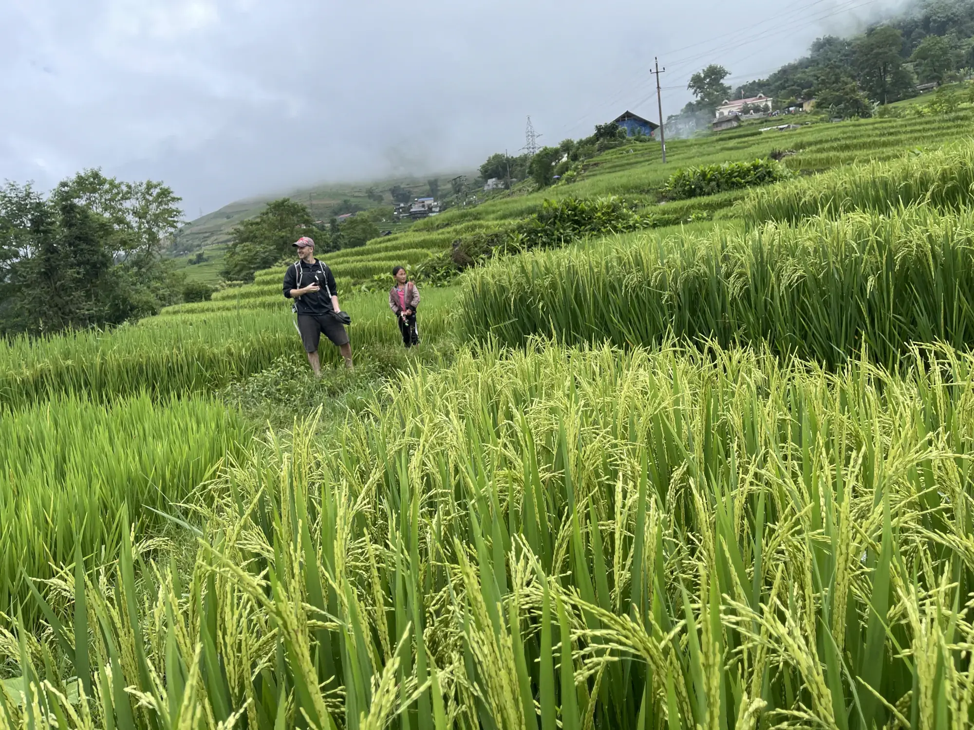Rice Terraces Rice Terraces