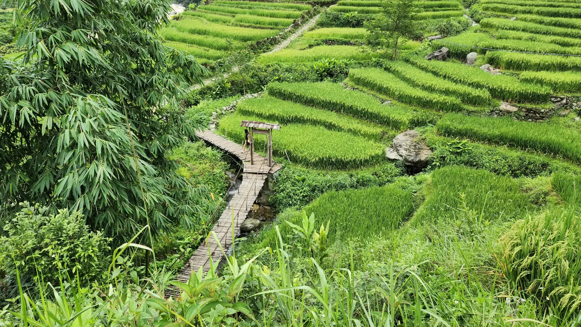 Rice Terraces Rice Terraces