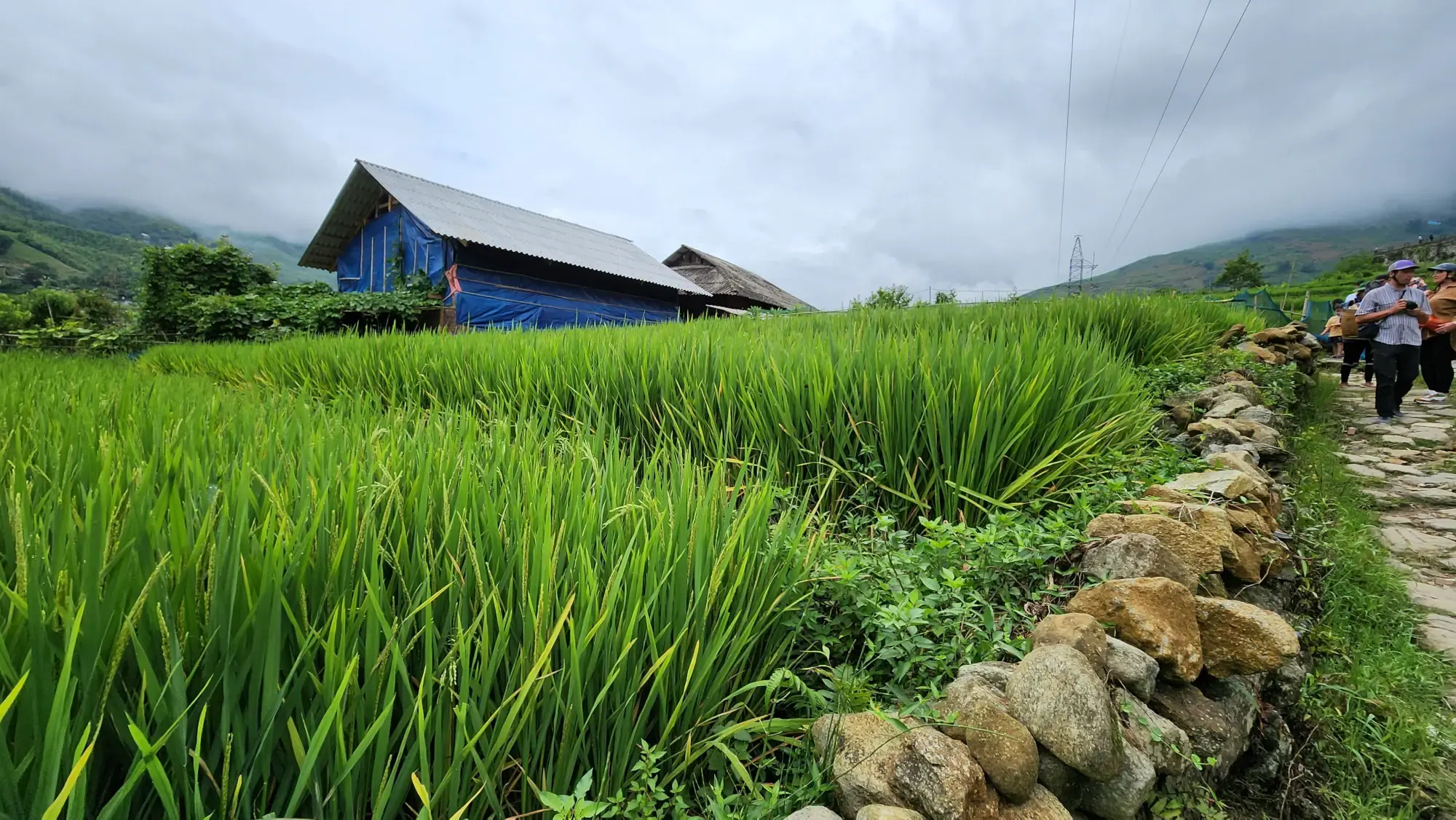 Rice Stalks Rice Stalks