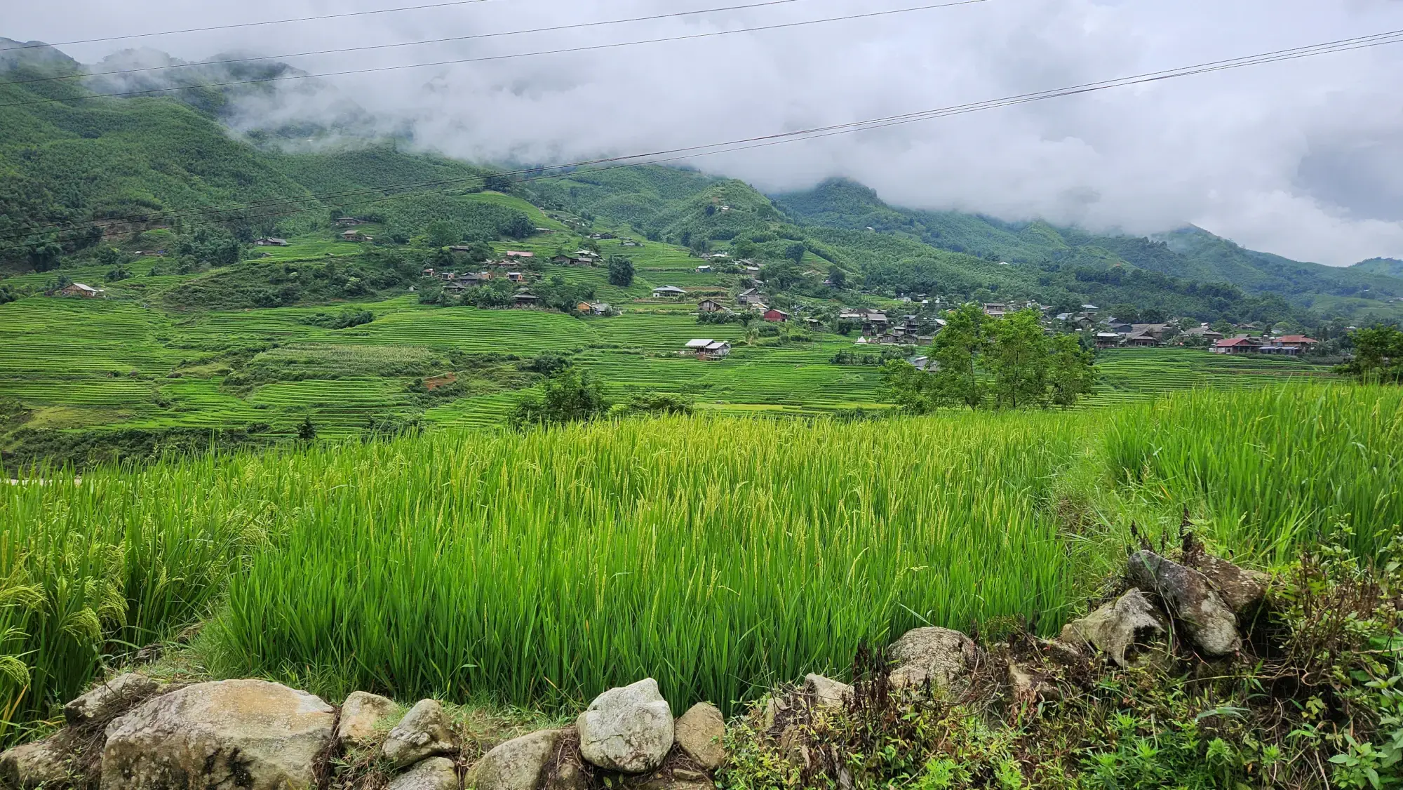 Rice Stalks Rice Stalks
