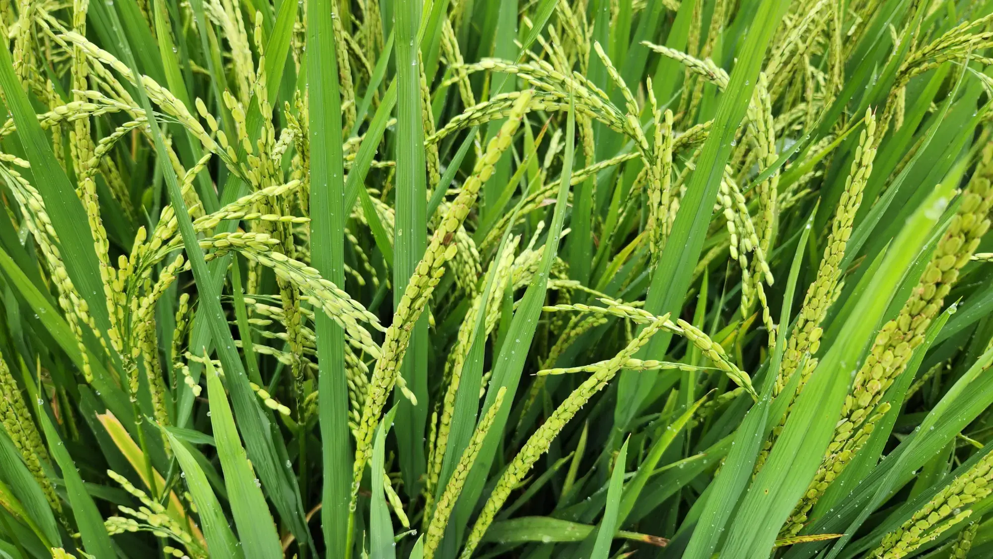 Rice Stalks Rice Stalks